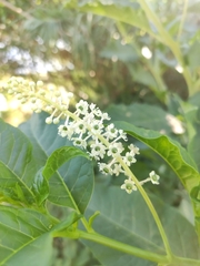 Phytolacca americana