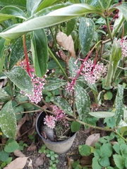 Medinilla pendula