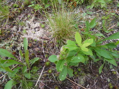 Dasineura salicifoliae