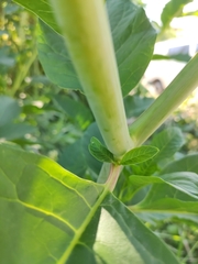 Phytolacca americana