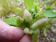Dasineura salicifoliae
