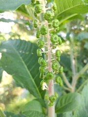 Phytolacca americana