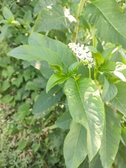 Phytolacca americana