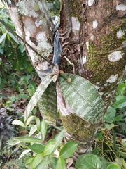 Phalaenopsis