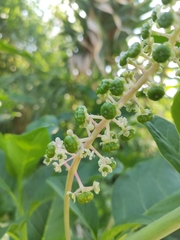 Phytolacca americana