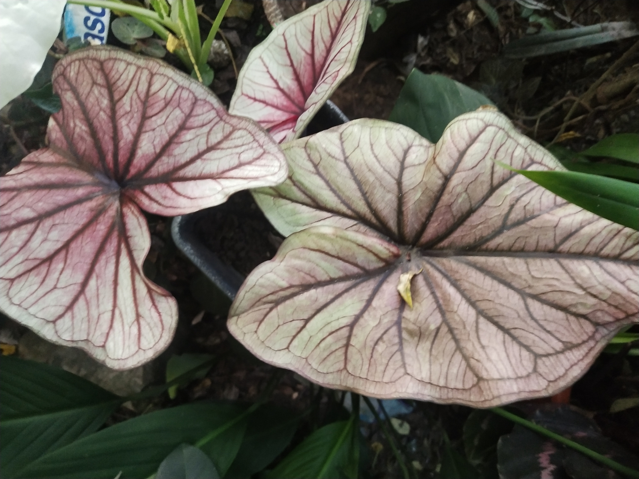 Caladium bicolor