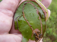 Polypedilum braseniae