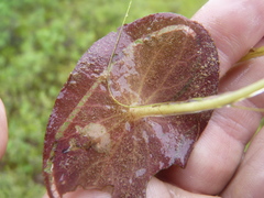 Polypedilum braseniae