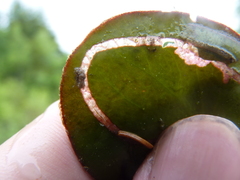 Polypedilum braseniae