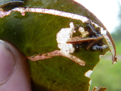 Polypedilum braseniae