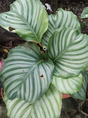 Goeppertia orbifolia