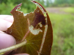 Polypedilum braseniae
