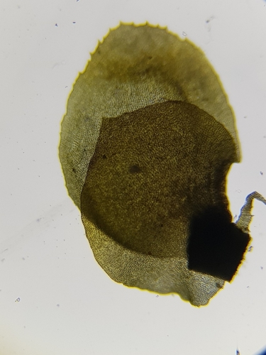 Image of Western Earwort (Scapania gracilis) by (c) Helen Waterman, some rights reserved (CC BY)