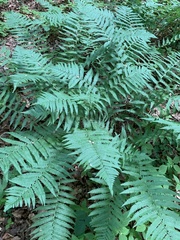 Dryopteris filix-mas