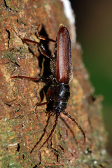 Tetropium castaneum