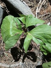 Trillium angustipetalum