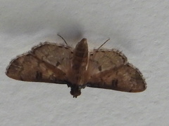 Nacoleia charesalis