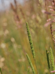 Phleum phleoides