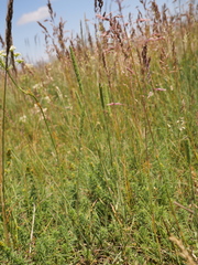 Phleum phleoides