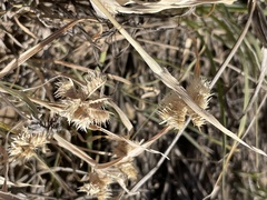 Dactyloctenium radulans