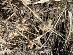 Dactyloctenium radulans