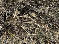 Dactyloctenium radulans