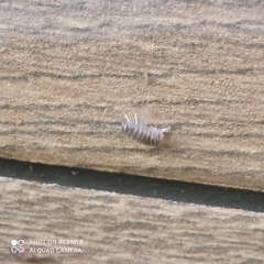 Armadillidium