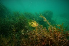 Meuschenia freycineti