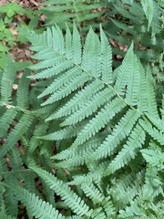 Dryopteris filix-mas