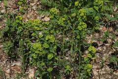 Euphorbia borodinii