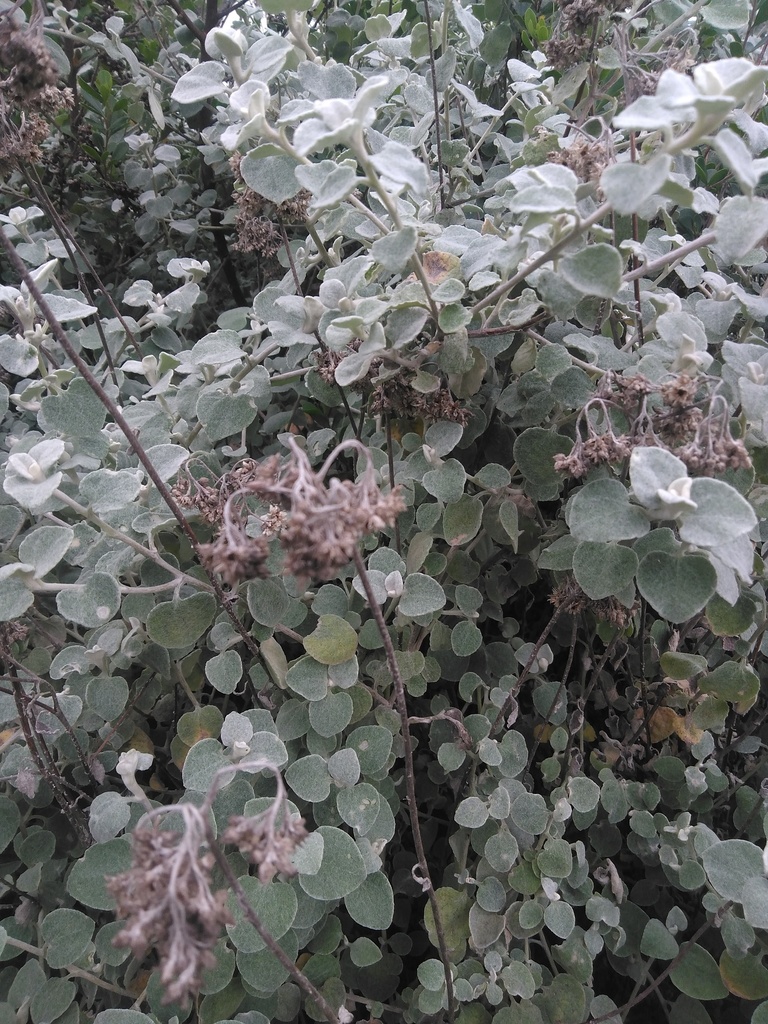 Licorice plant from South Cape DC, South Africa on June 13, 2022 at 02