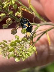 Eurydema gebleri