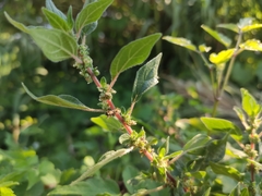 Parietaria judaica