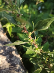 Parietaria judaica