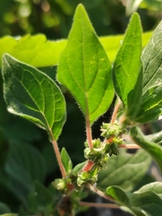 Parietaria judaica