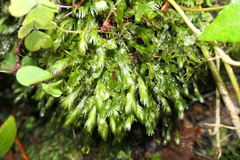 Fissidens grandifrons