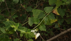 Commicarpus plumbagineus