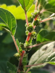 Parietaria judaica