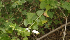 Commicarpus plumbagineus