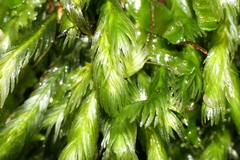 Fissidens grandifrons