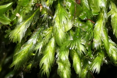 Fissidens grandifrons