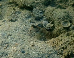 Cryptocentrus leptocephalus