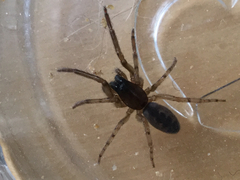 Segestria senoculata