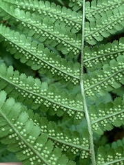 Dryopteris filix-mas
