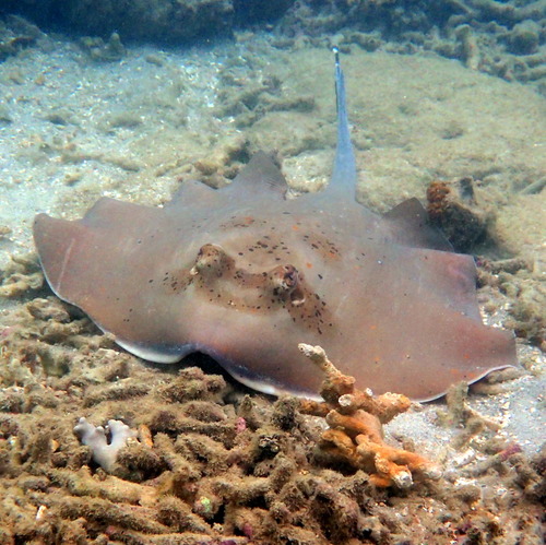 Coral Sea Maskray, photo 6 of 10