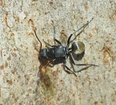Polyrhachis tubifera