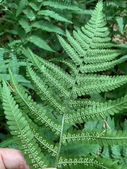 Dryopteris filix-mas