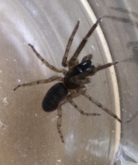 Segestria senoculata