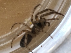 Segestria senoculata