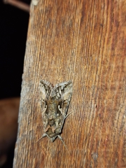 Autographa mandarina